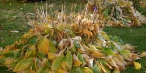 Кога да подрязваме домакина за зимата на открито